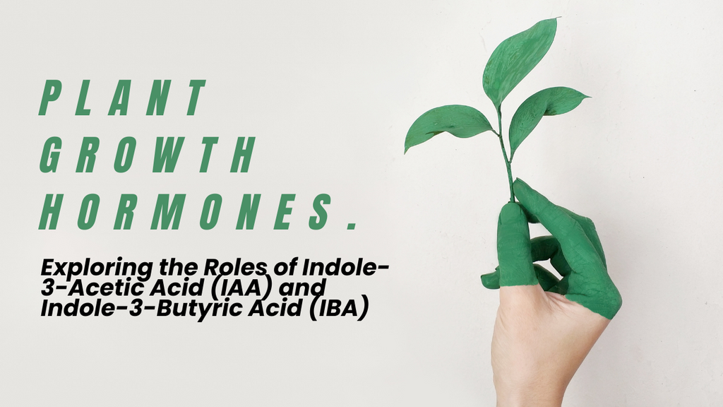  Plant Growth Hormones : Exploring the Roles of Indole-3-Acetic Acid (IAA) and Indole-3-Butyric Acid (IBA)