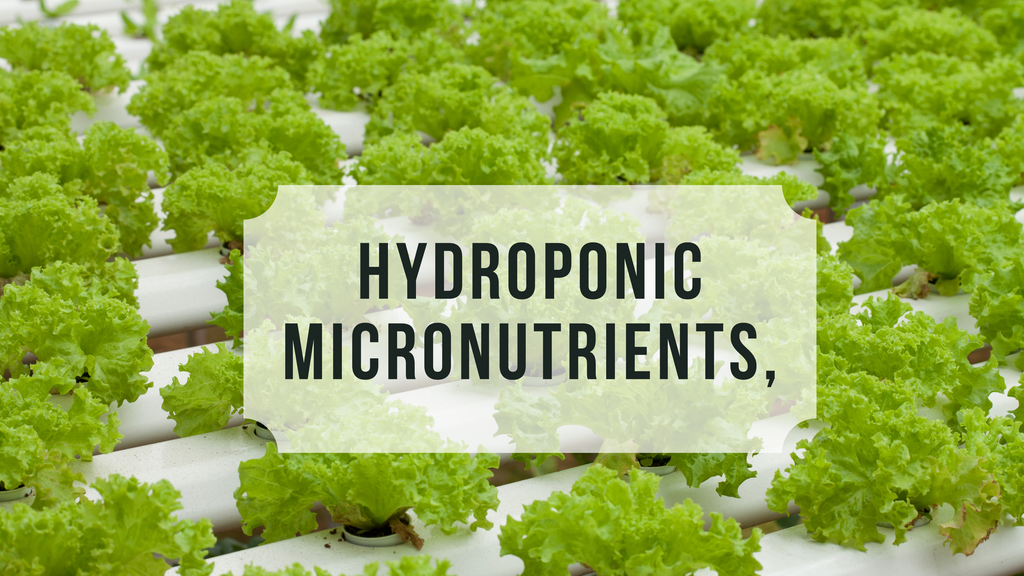 Hydroponic Micronutrients