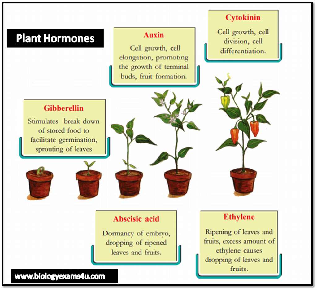 Plant Hormones: Everything You Need To Know In One Place