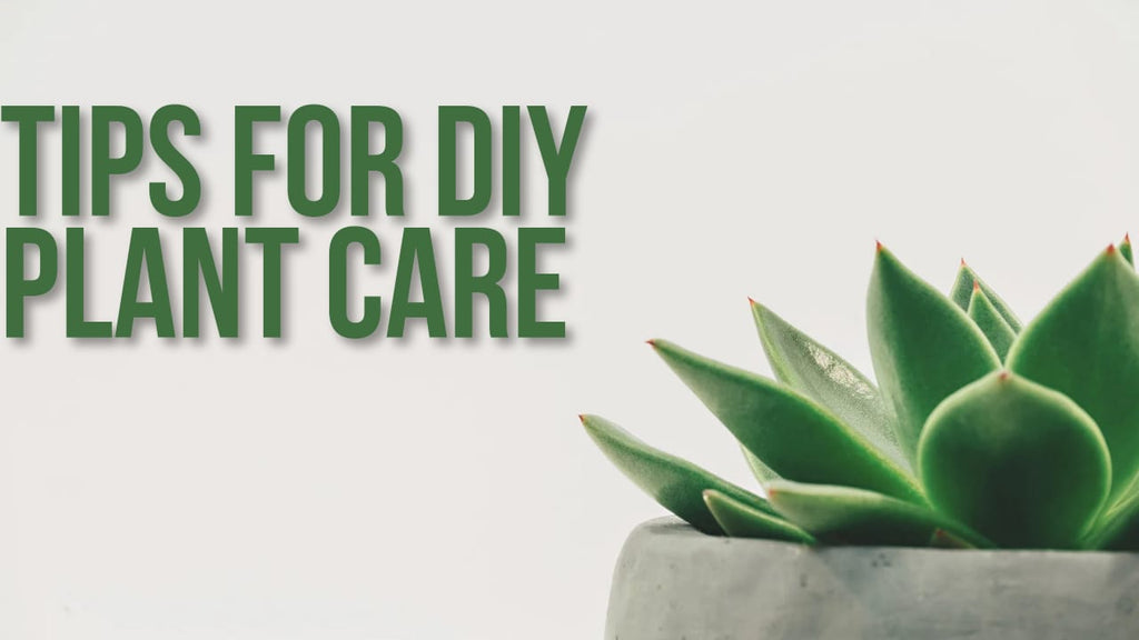 Tips for DIY Plant Care