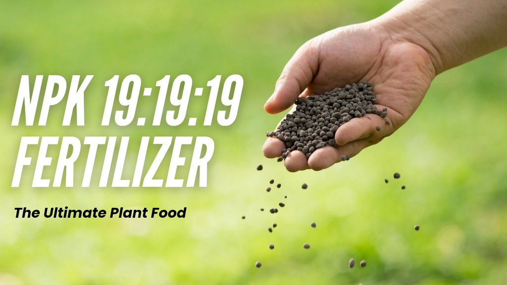 NPK 19:19:19 Fertilizer - The Ultimate Plant Food