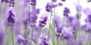 Fragrance Lavender